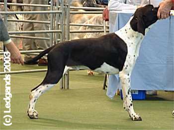 2nd Post Graduate Dog